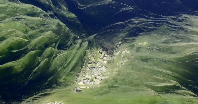 Gr&uuml;ne Algen und Wasserpflanzen im klaren Wasser eines Bergbaches, Imst, Tirol, Europa