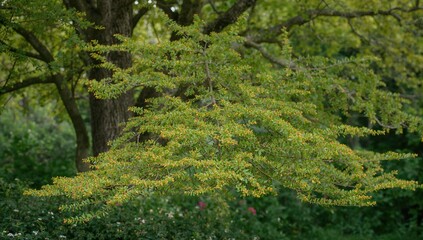 Fototapeta premium Male hazel catkins in a woodland setting, seasonal change