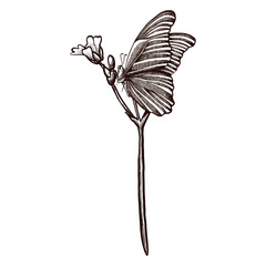 Drawing of a butterfly on a flower. Hand-drawn vector graphic image.