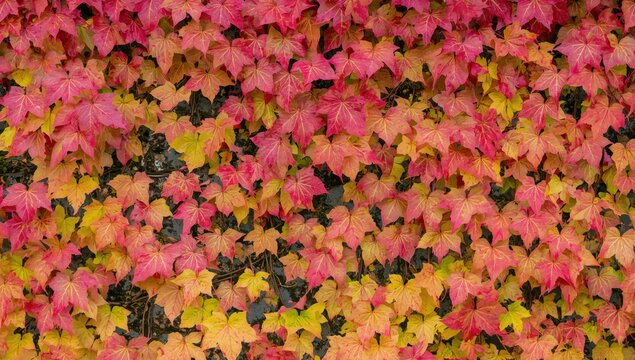 Vivid hues of pink, yellow, and green leaves of climbing vines on a wall during fall season.