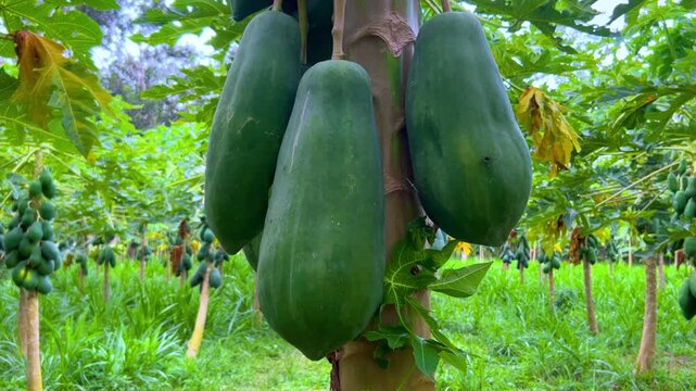 Papaya plantation. There are many large fresh papayas on the tree. Green papaya fruits on fruit trees. Papaya fruit, Central Java, Indonesia, Asia. 4K