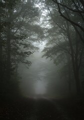Mysterious Forest Path Enveloped in Dense Fog and Atmospheric Haze.