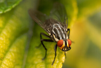 Mosca en el jardin