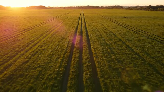 Golden sunset bathes vast field. Long parallel tracks cut through crop. Rural farmland stretches toward horizon. Warm sunlight creates lens flare and glow. Scene suggests harvest and tractor path now.