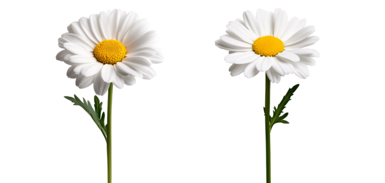 A single white daisy with a bright yellow center isolated on transparent background	 - Powered by Adobe