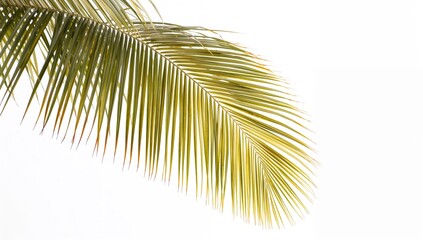 Obraz premium Coconut tree leaves on a white background, ideal for graphic design elements