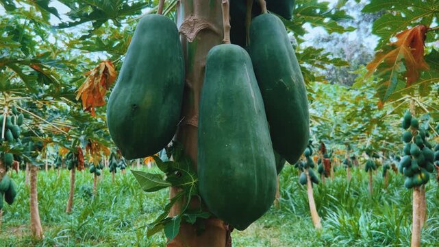 Papaya plantation. There are many large fresh papayas on the tree. Green papaya fruits on fruit trees. Papaya fruit, Central Java, Indonesia, Asia. 4K
