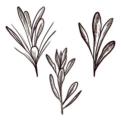 A set of meadow plants drawn in a graphic style. Vector image.