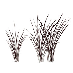 A drawing of tufts of grass drawn in a graphic style. Vector image.