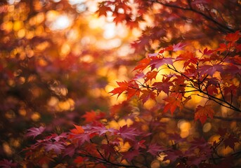 Vibrant Autumn Maple Leaves in Golden Sunlight.