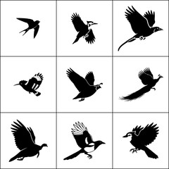 Set of 9 bird silhouettes in flight. Collection of flying birds vector icons.