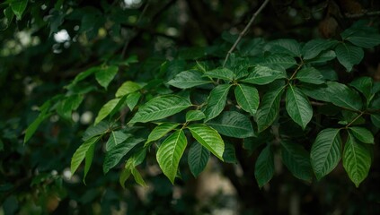 Nature green leaves, seasonal change