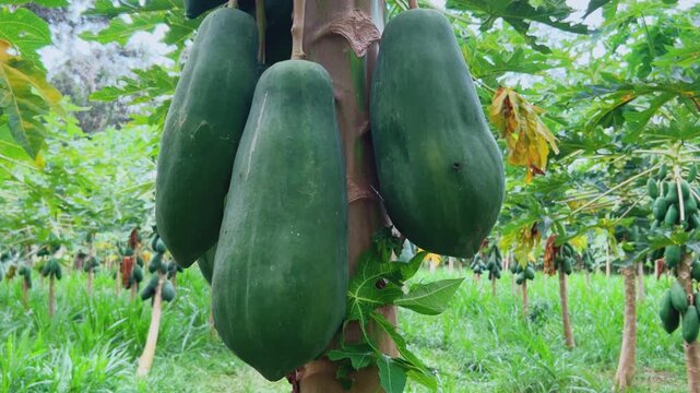 Papaya plantation. There are many large fresh papayas on the tree. Green papaya fruits on fruit trees. Papaya fruit, Central Java, Indonesia, Asia. 4K