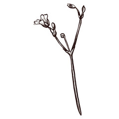 A branch of a meadow mountain plant with flowers drawn in graphic style. Vector flower icon.