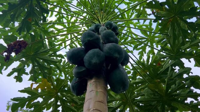 Papaya plantation. There are many large fresh papayas on the tree. Green papaya fruits on fruit trees. Papaya fruit, Central Java, Indonesia, Asia. 4K