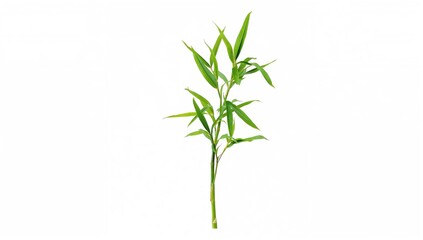 Fototapeta premium Image of Bamboo Against a Plain White Backdrop
