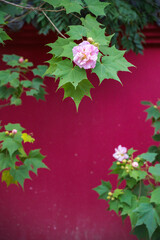 Beautiful blooming flowers against a vivid pink wall