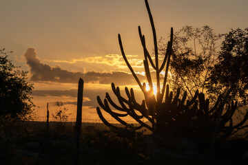 Por do sol na caatinga