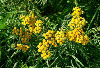 Vibrant Yellow Tansy Flowers in Green Foliage tanacetum vulgare