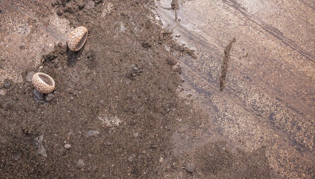 Mollusks inhabit muddy zones in tidal wetlands, thriving in sunlit open spaces, feeding primarily by grazing on tiny algae on the mud surface.