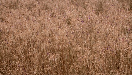 Fototapeta premium Dried grass fields with brown hues, indicating seasonal change