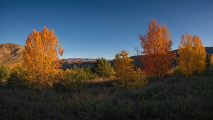 Autumn foliage in Utah, showcasing seasonal change, Fall