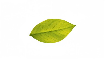 Obraz premium Green lemon leaf isolated on a white backdrop, natural texture for design use