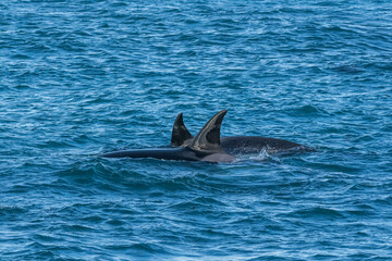 Fototapeta premium Killer Whale, Orca, hunting a sea lion pup, Peninsula Valdes, Patagonia Argentina