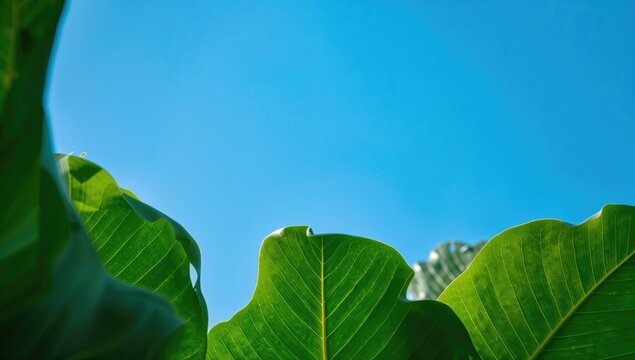 Close-up view of cassava tree leaves against a bright blue sky, ideal backdrop for natural-themed layouts