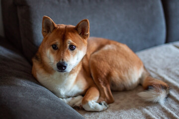 Shiba Inu Dog Relaxing on a Sofa