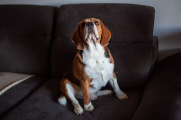 Curious Beagle Dog Looking Up on a Couch