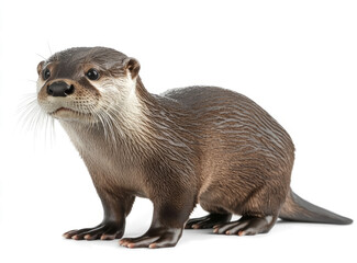 european otter, lutra lutra, standing on a trasnparent background.