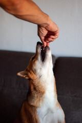 A person's hand feeding a treat to a dog indoors