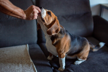 Beagle Dog Enjoying a Treat from a Hand on a Comfortable Sofa