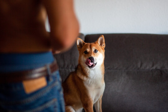 Shiba Inu Dog Licking Lips While Looking at Owner