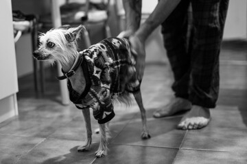 Chinese Crested dog in a cozy sweater indoors