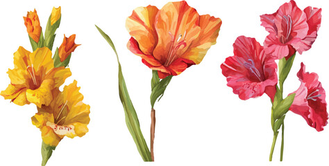 watercolor gladiolus flowers with leaves clipart