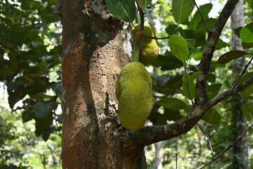 View of a young jack fruit that is developing on a jack tree