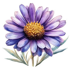 Obraz premium Aster Flower, watercolor illustration vector, isolated on a white background.