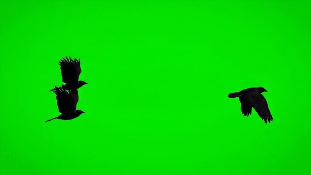 Two black crows flying across a vibrant green screen ideal for compositing and visual effects in film television and digital media projects.