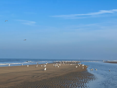 Seagulls gathered on sandy beach shoreline, with gentle waves lapping at the shore under a clear blue sky, creating a serene coastal atmosphere for relaxation and nature appreciation