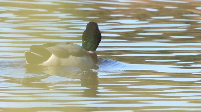 A male mallard swims by on a sunny day, a duck swims away, the sun is shining, gentle waves on the lake, Anas platyrhynchos
