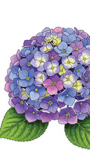 Vector Illustration of Hydrangea Flower Cluster in Realistic Botanical Style