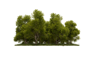 A diverse cluster of lush green trees with distinct brown trunks and ground foliage, standing in natural formation isolated transparent bcakground