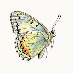 Vector Illustration of Butterfly with Detailed Wings in Natural Colors in Realistic Style for Nature and Wildlife Design