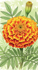 Vector Botanical Illustration of Marigold Flower with Green Leaves in Realistic Style for Floral Design and Botanical Artwork