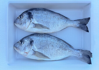 Two fresh sea bream fish on white tray ready for cooking