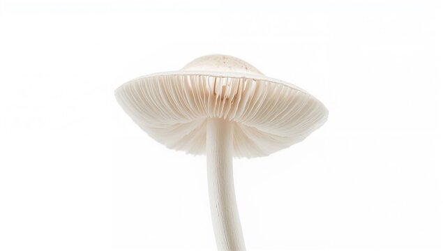 Coprinus comatus, the distinctive inkcap fungus