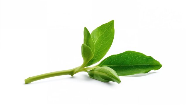 Galangal root displayed against a white backdrop, a focus on culinary versatility