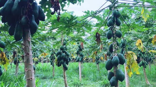 Papaya plantation. There are many large fresh papayas on the tree. Green papaya fruits on fruit trees. Papaya fruit, Central Java, Indonesia, Asia. 4K